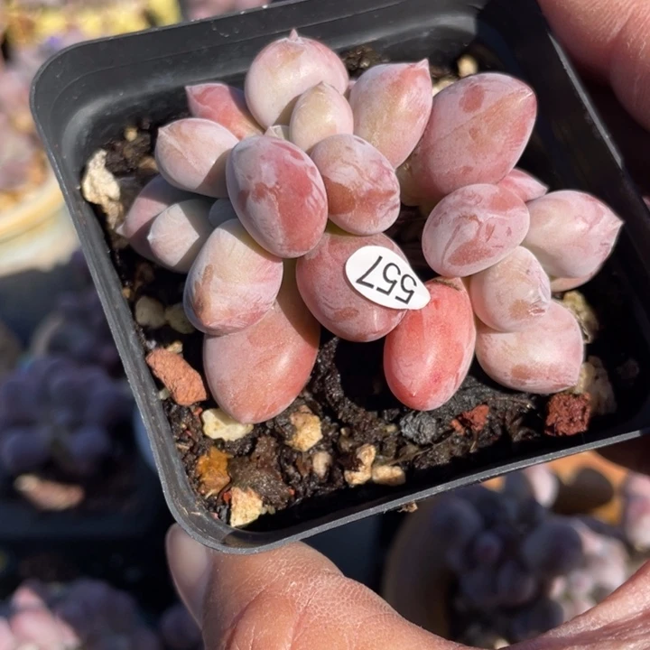 虞美人多肉植物啊
