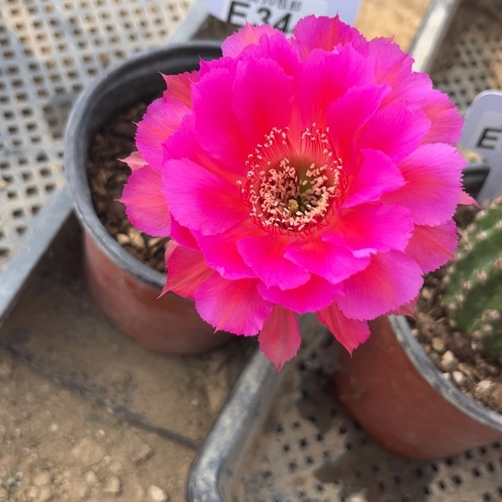 彩草丝牡丹E344福利