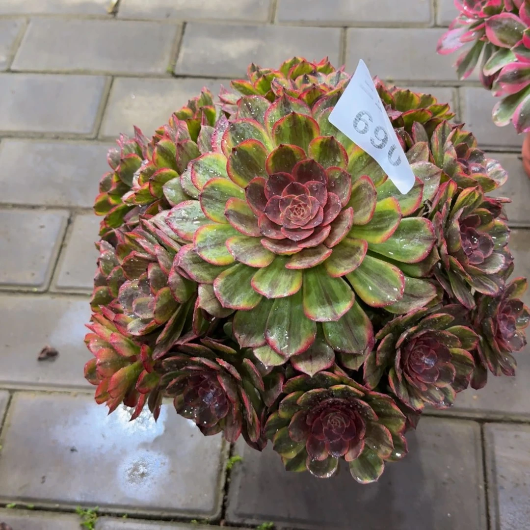 黑*珠多肉植物490半夏