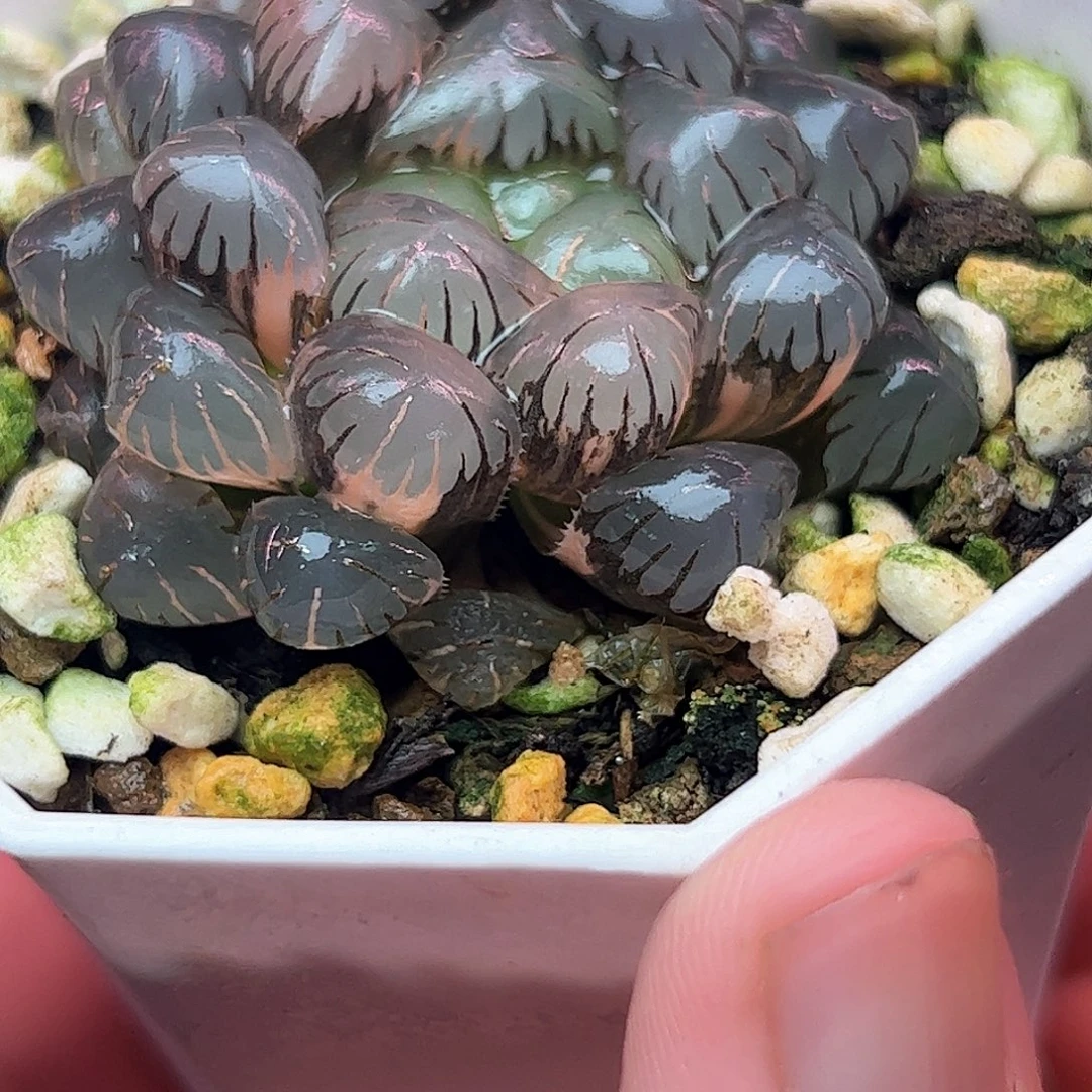 五公分冰灯锦十二卷多肉