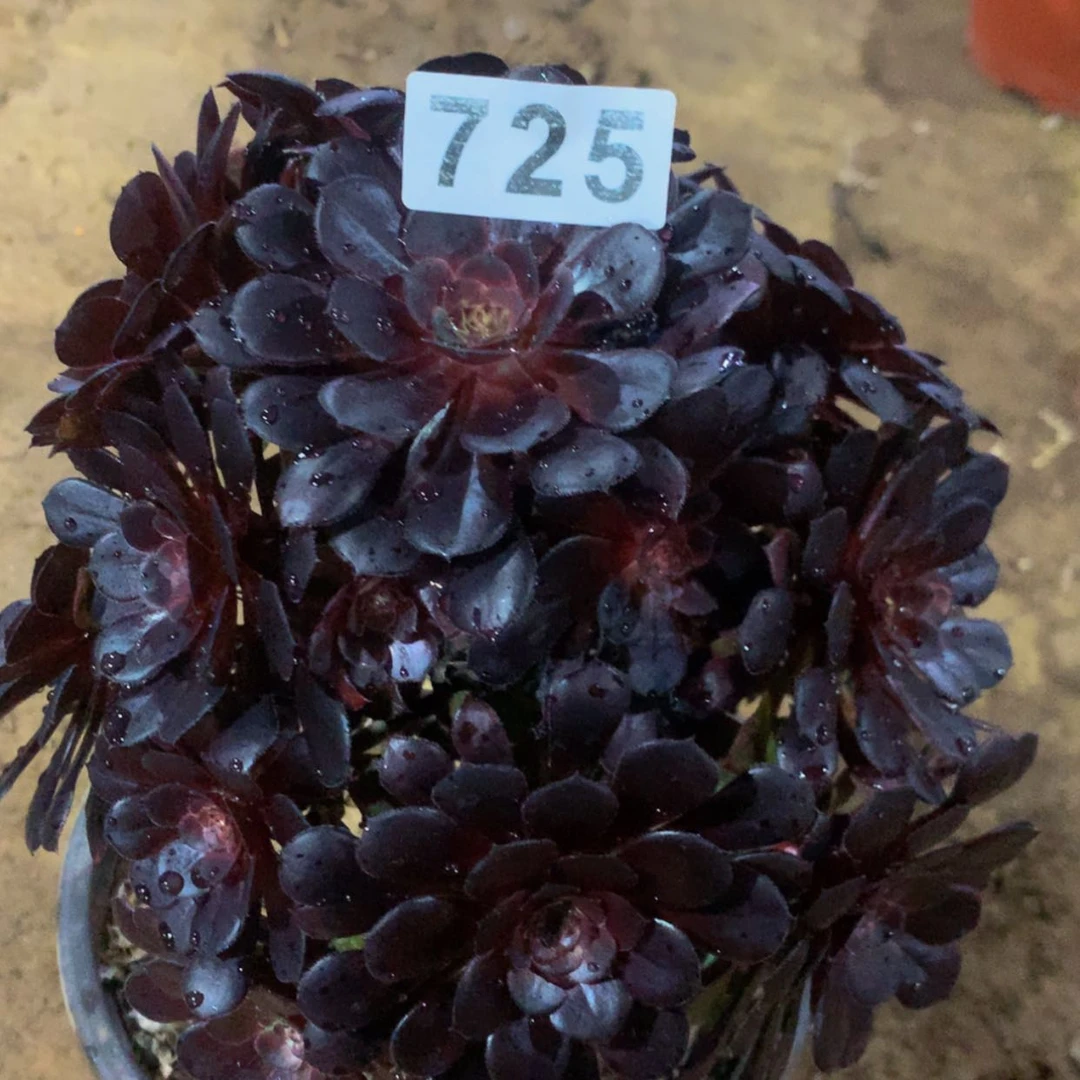 【闪购商品】725黑铜壶多肉