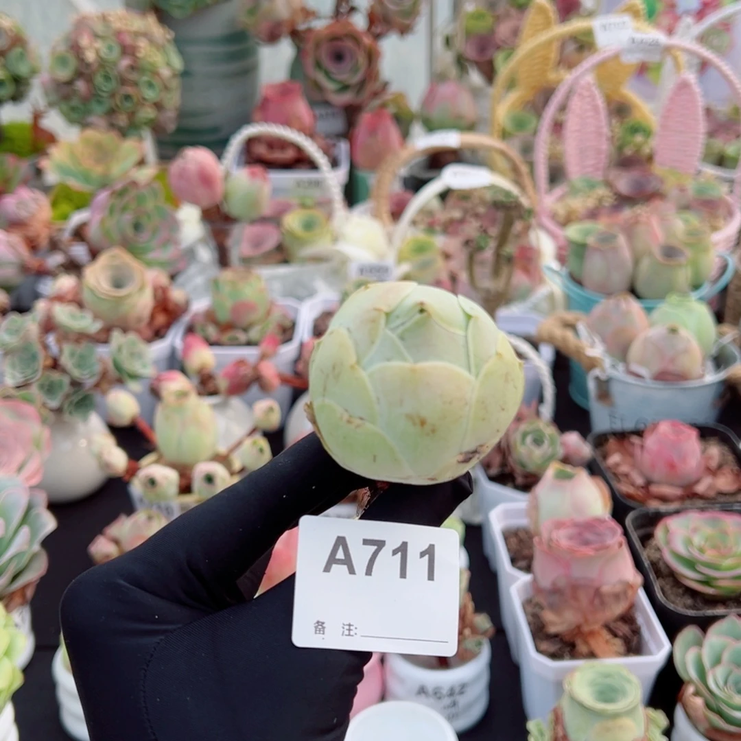 711耶罗大包子老桩。  一物一拍