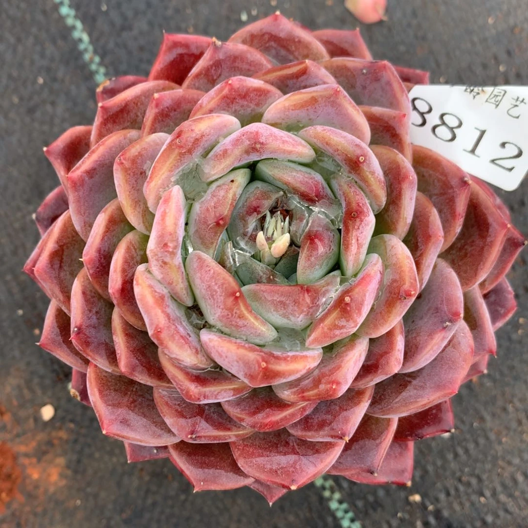 8812杂交多肉老桩