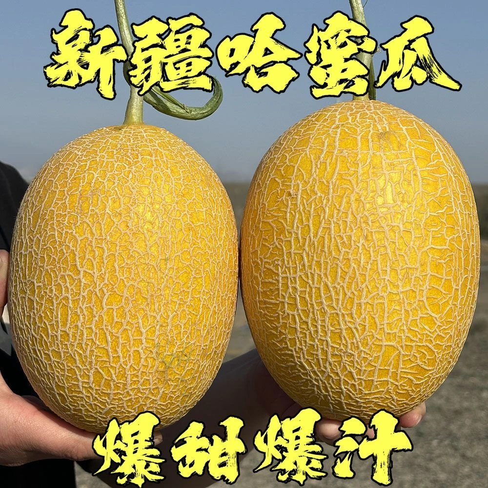 爆-新疆哈密瓜金色年华应季水果现摘现发