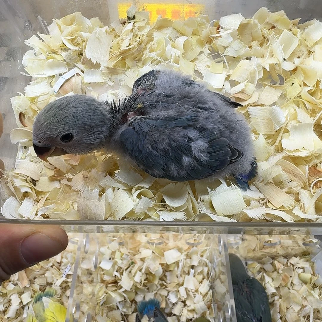 桃脸牡丹鹦鹉牡丹鹦鹉蓝银顶母包邮包活