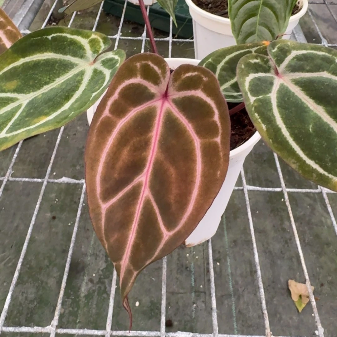 不开花植物绝绝紫
