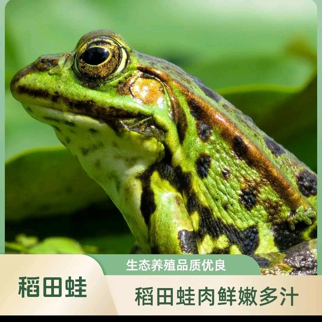 【顺丰包邮】江西赣州信丰大阿养殖青蛙肉只去内脏 包冰率不含冰