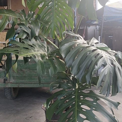 少量花朵（建议范围：2朵-5朵 或40%以下）