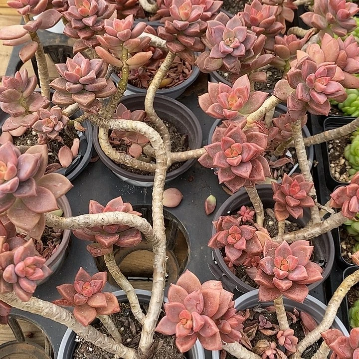 姬珑月。福利多多不售后