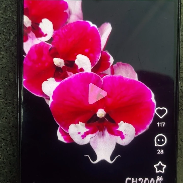 绿植蝴蝶兰宾利2.8成熟杯