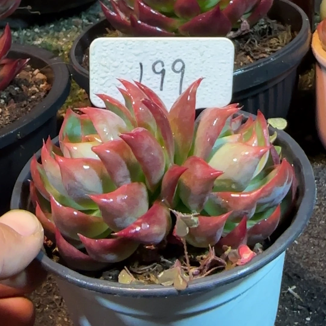 惊鸿一物一拍包装收缩花旱199