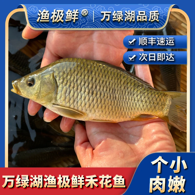 【渔极鲜】万绿湖禾花鱼-新鲜软嫩稻花鱼鲜活稻田鱼全国顺丰包邮