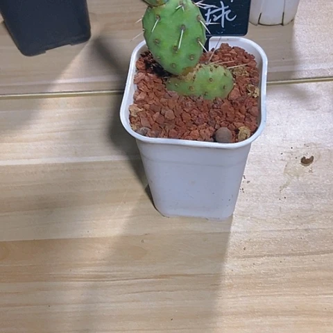 时***存仙人掌团扇雪球三连片
