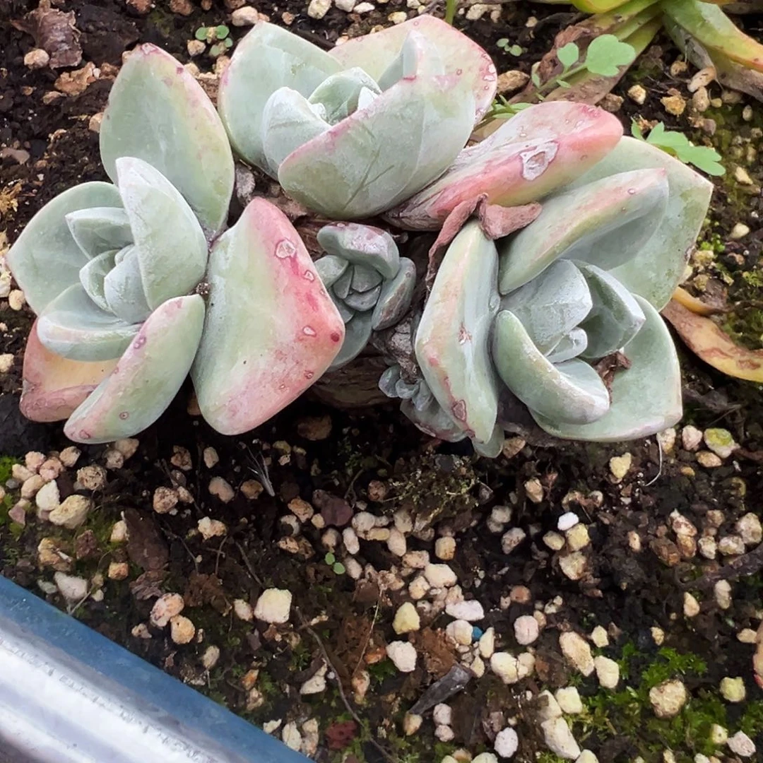 7892泡西弗洛拉苹果叶