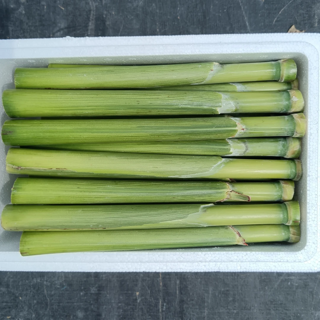 甜杆小甘蔗甜高粱甜芦栗糖心芦稷现砍现发新鲜精选食用
