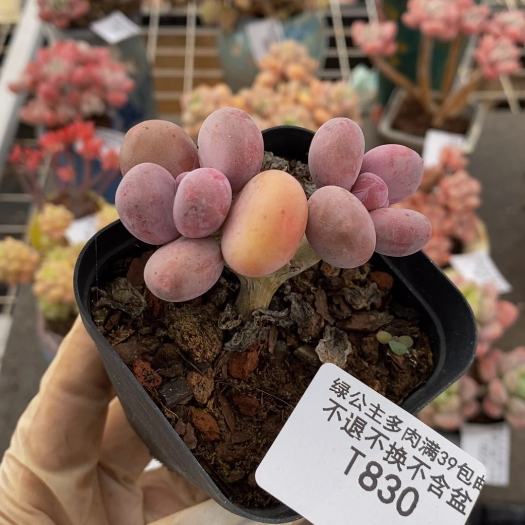 ?*彩虹奶酪830/5cm