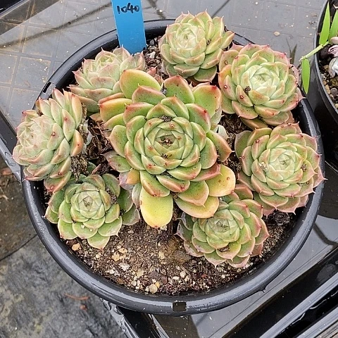镇****店1040多肉植物老桩