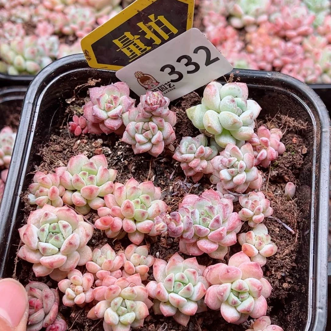 多肉植物多肉植物