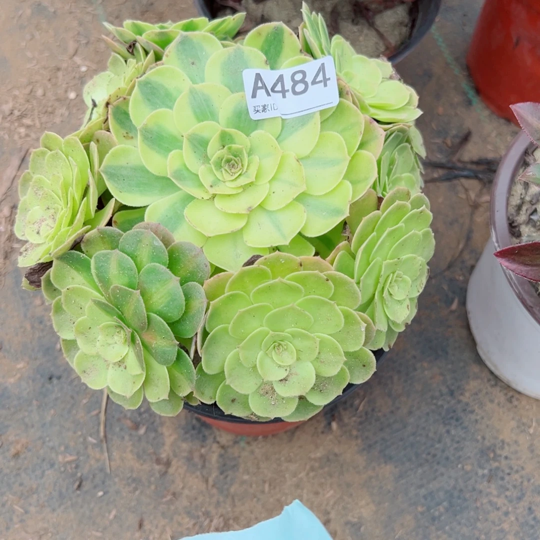 484雨荷多肉植物法师