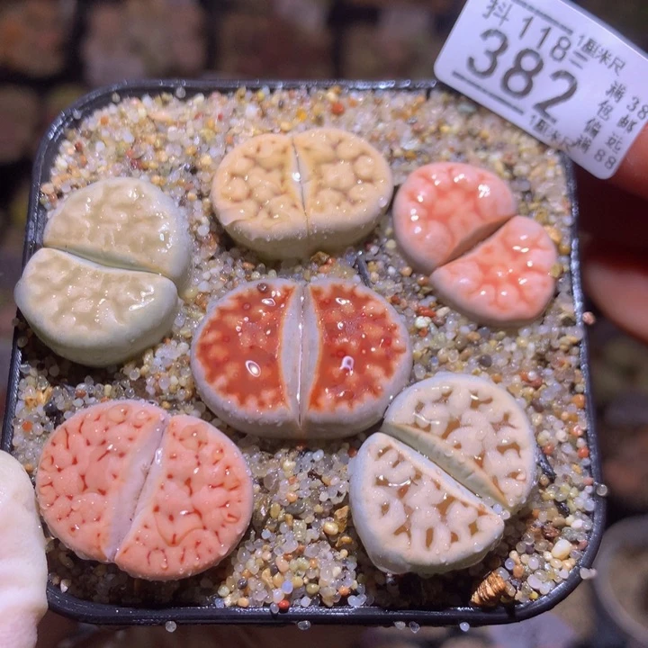 精品生石花118.382