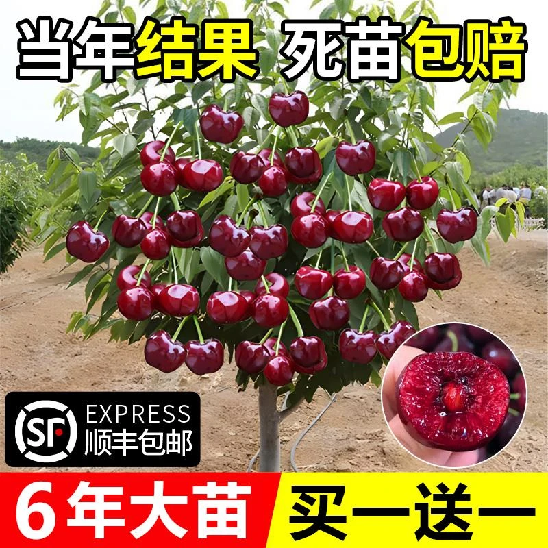 大樱桃树苗樱桃树苗南方北方种植盆栽庭院果树矮化大樱桃苗樱桃树