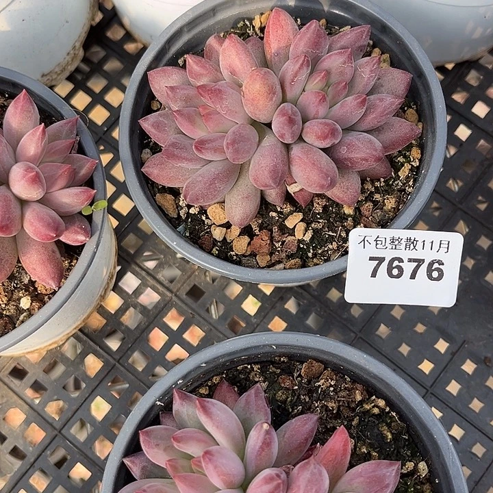 阿雅园艺。         7676虞美人