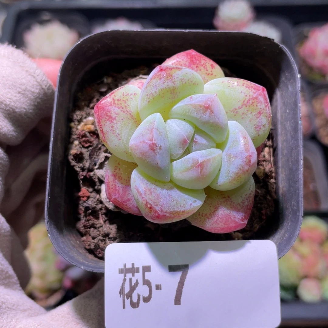 花利美5-7冰玉单头