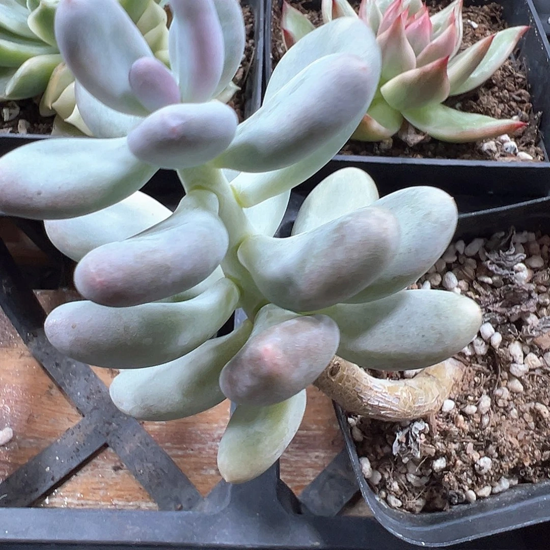 奶酪锦 小方花圃一物一拍