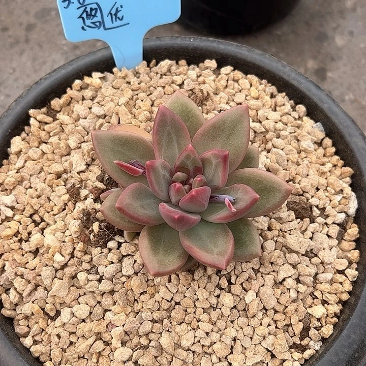 优*迷雾泡泡多肉植物