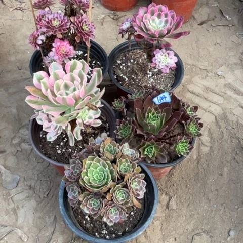644多肉植物组合，