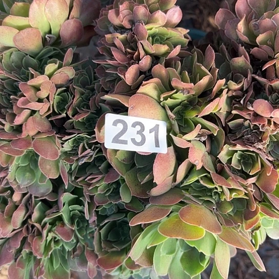 桃***下多肉植物一个玫瑰