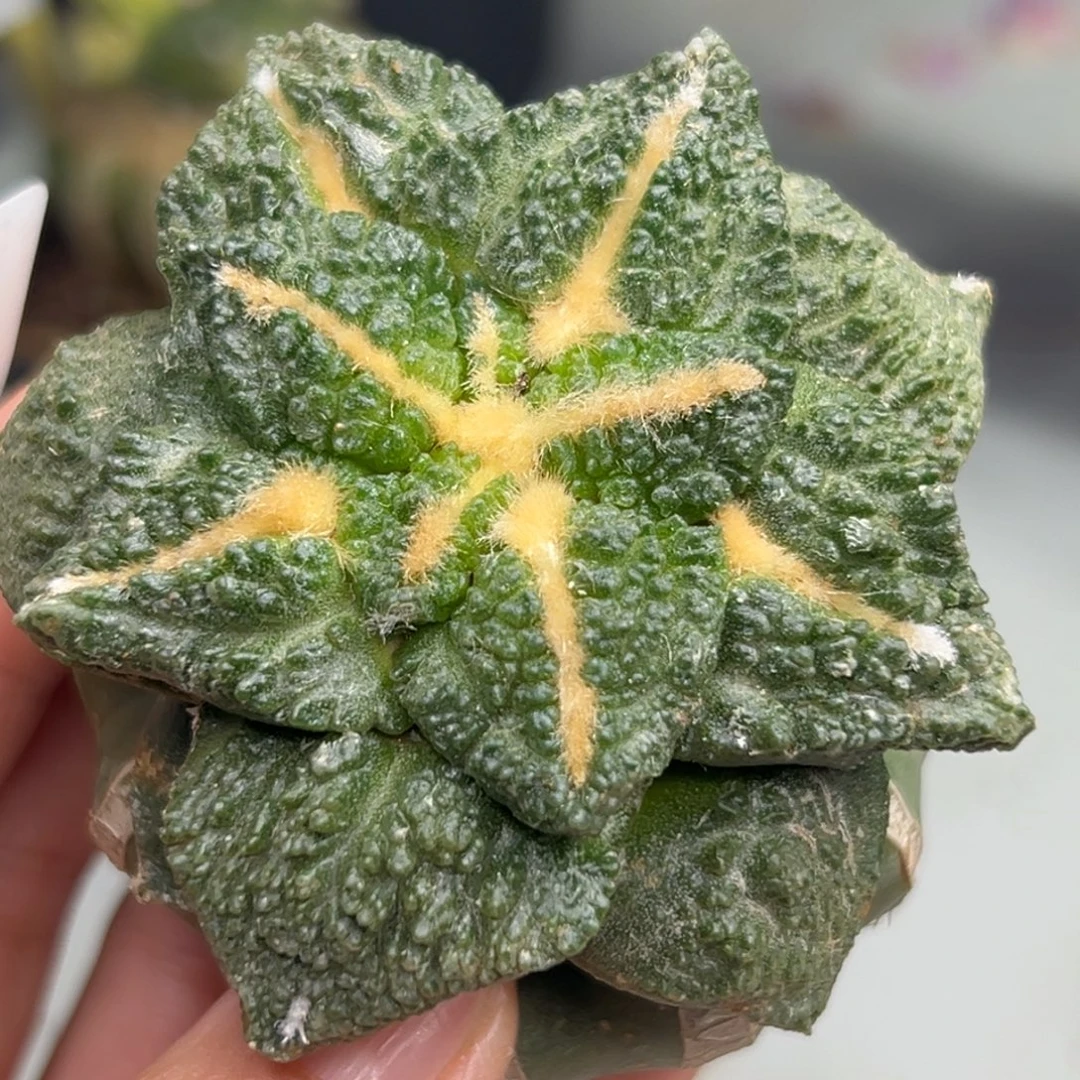 316 仙人球的世界里有