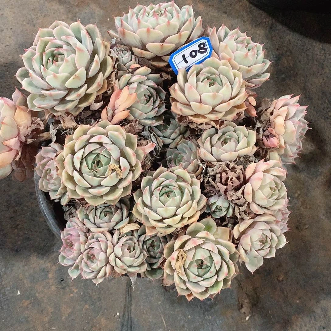 108本吧一物一拍多肉