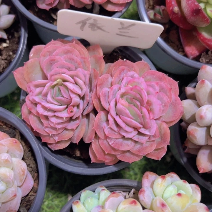 健健康康平平安安