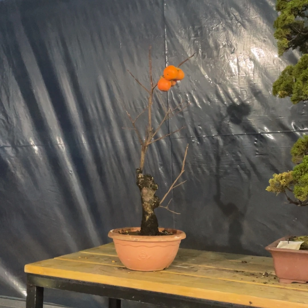 无花朵日本原盆原土进口山柿子