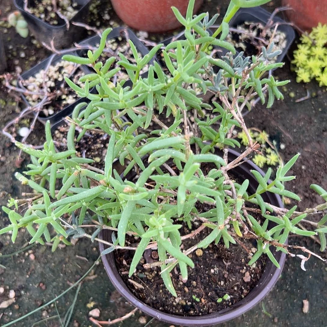 多肉植物多肉植物