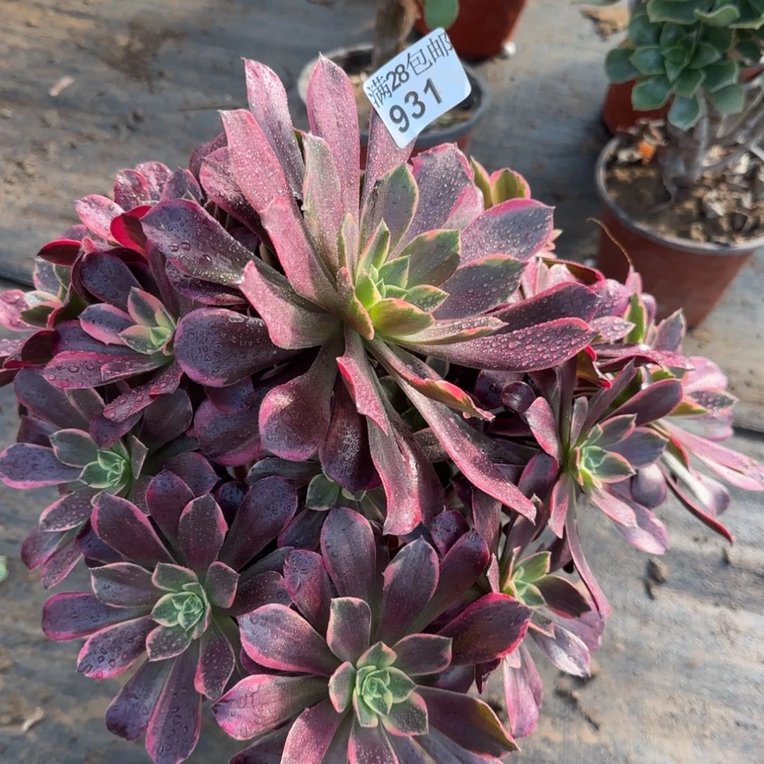 金丝多肉931满28包邮断枝不包