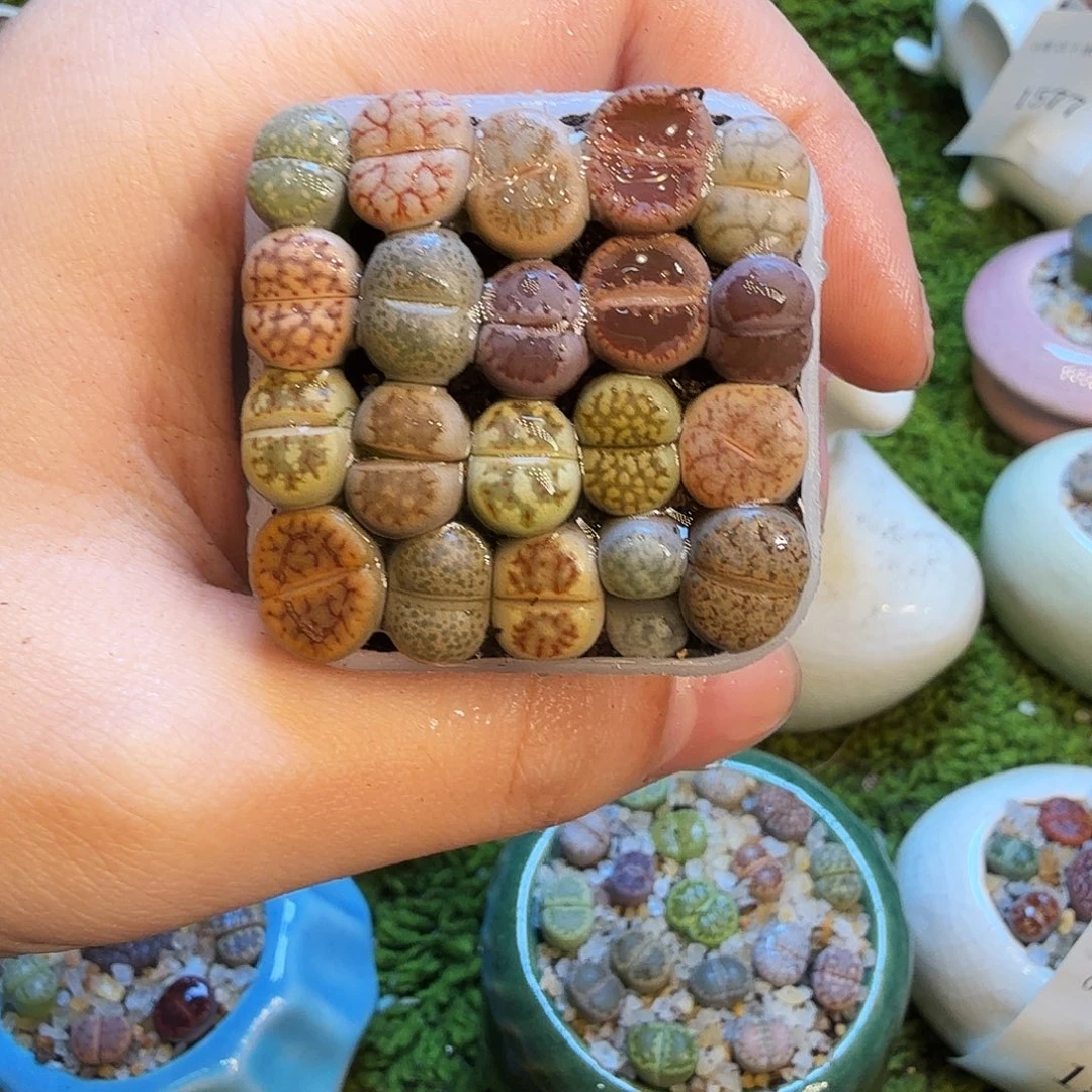 多肉植物和植物等植物1594