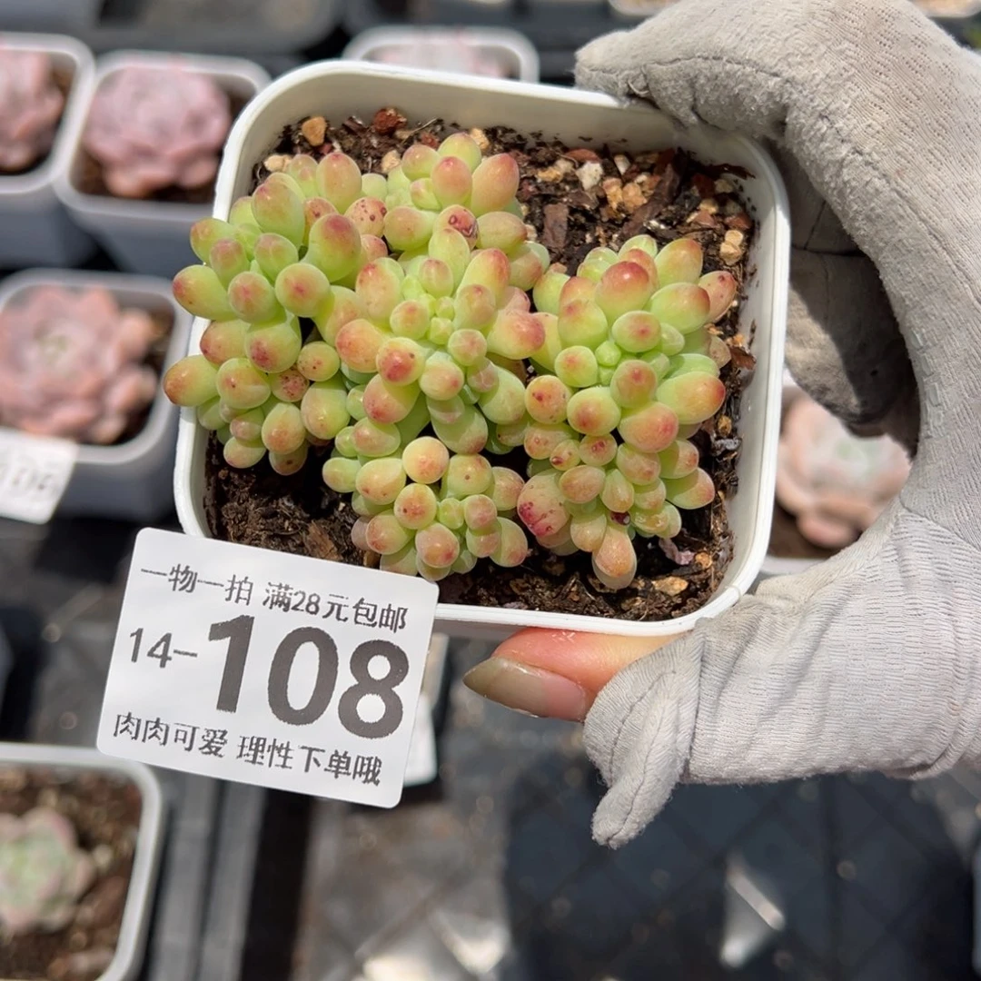 果冻乙女心缀老桩多肉多肉多肉多肉