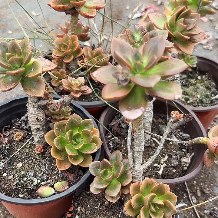 无花朵巧克力5盆。