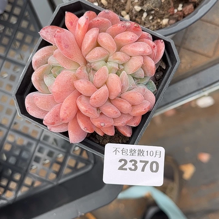 阿雅园艺。       2370厚梦