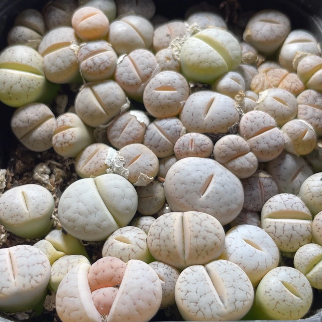 今晚大盆特价更新～10