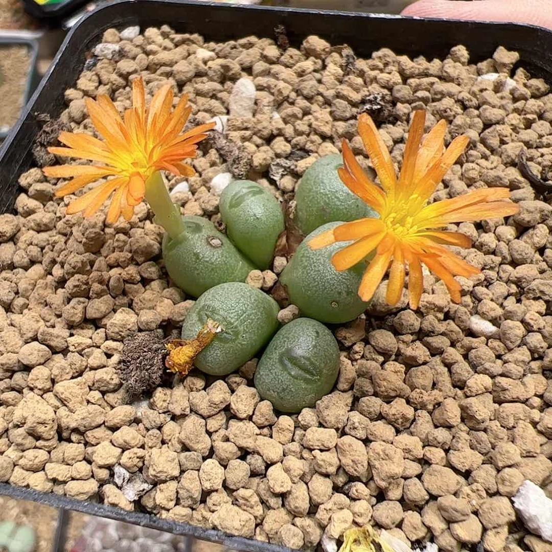 【闪购商品】338 小海豚