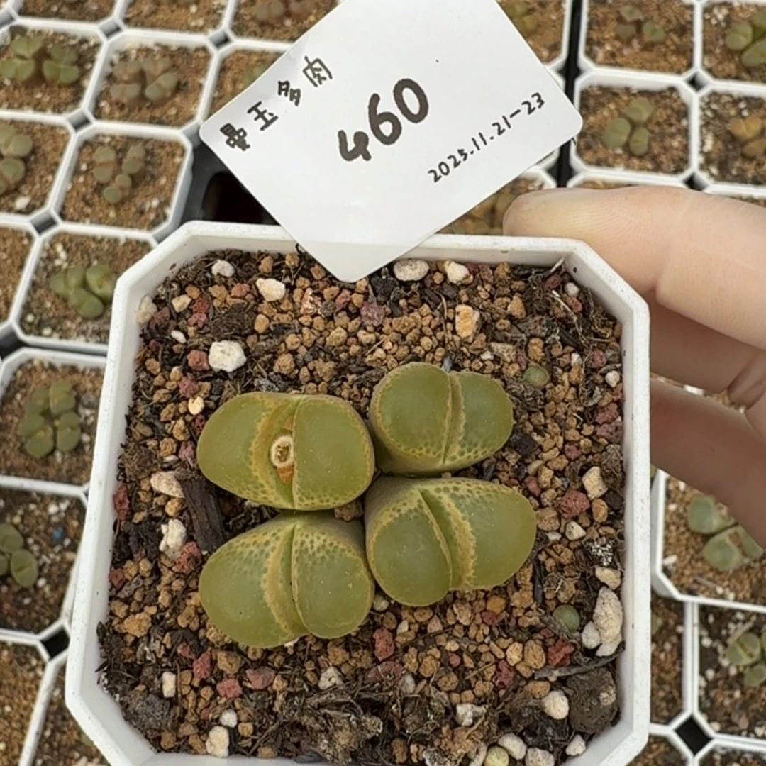 ～***～多肉多肉多肉11-460