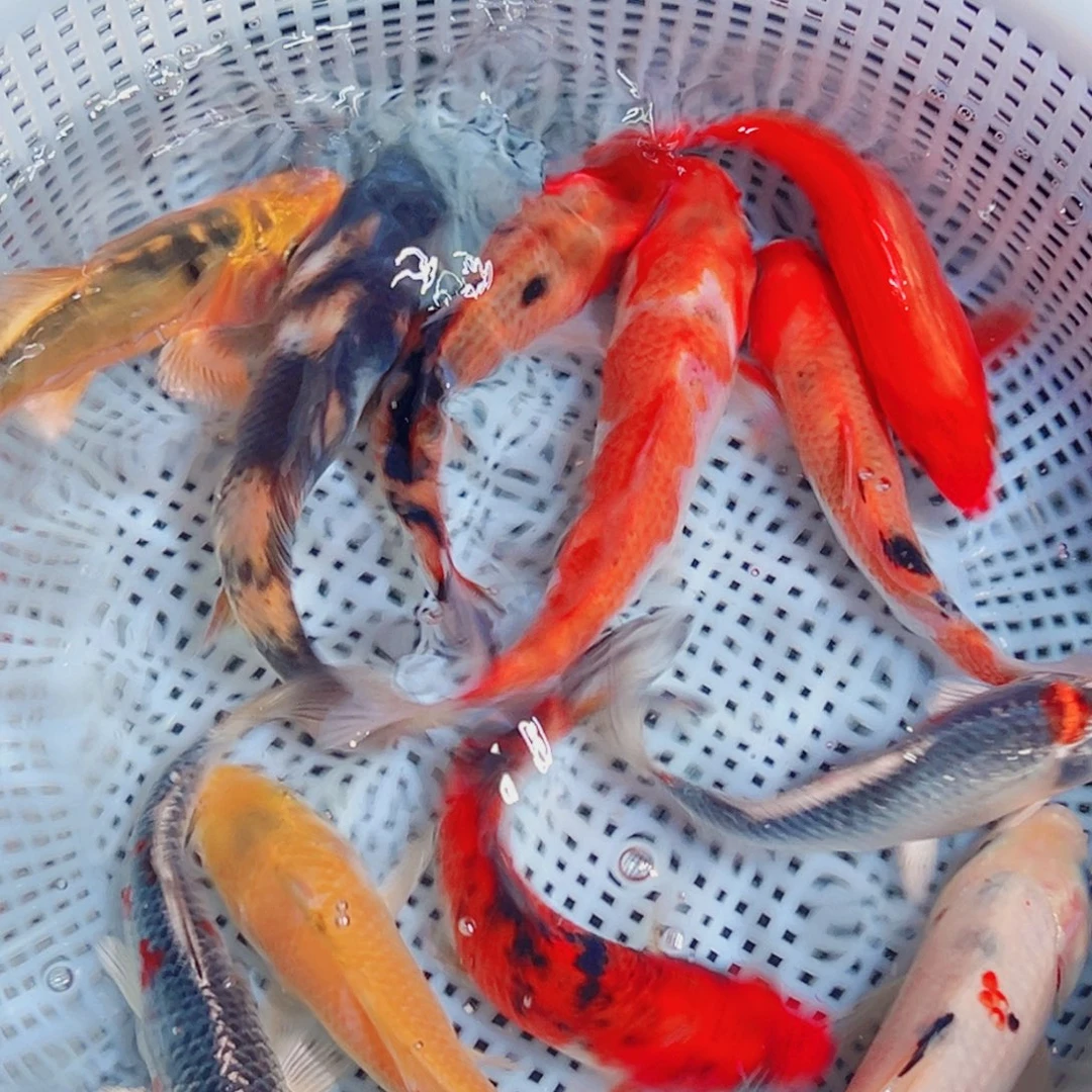 锦鲤锦鲤观赏鱼1111