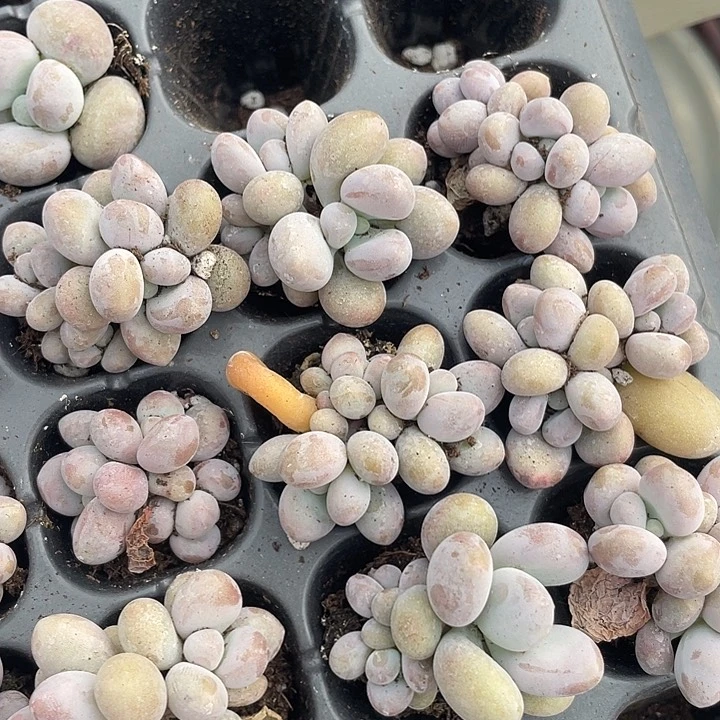 蛋黄奶群生随机发满18包邮