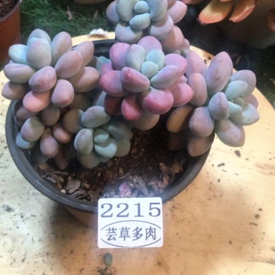 香水洛神，2215，一物一拍