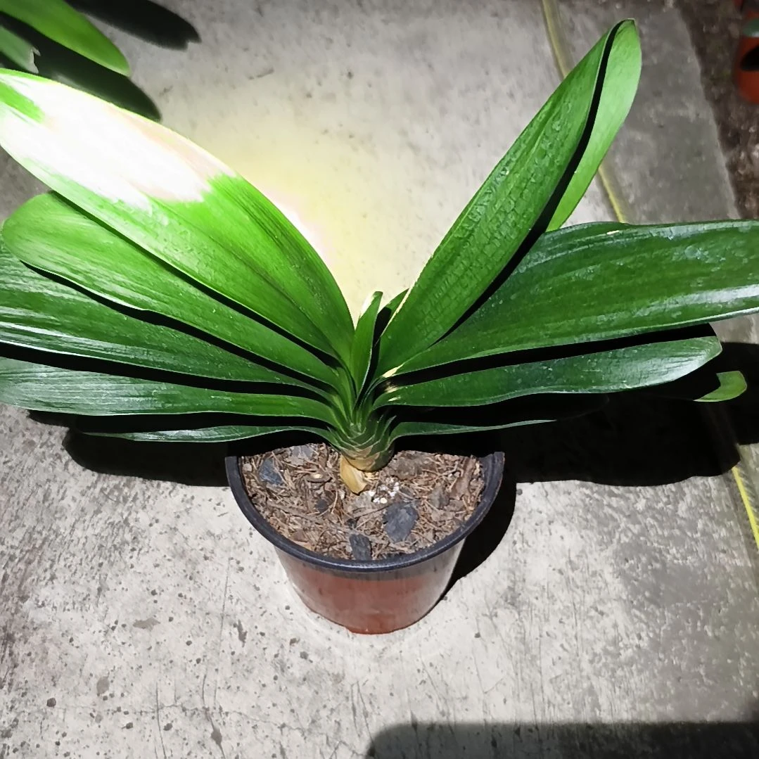 知***子完全开放辉阳之舞残叶特惠苗一颗