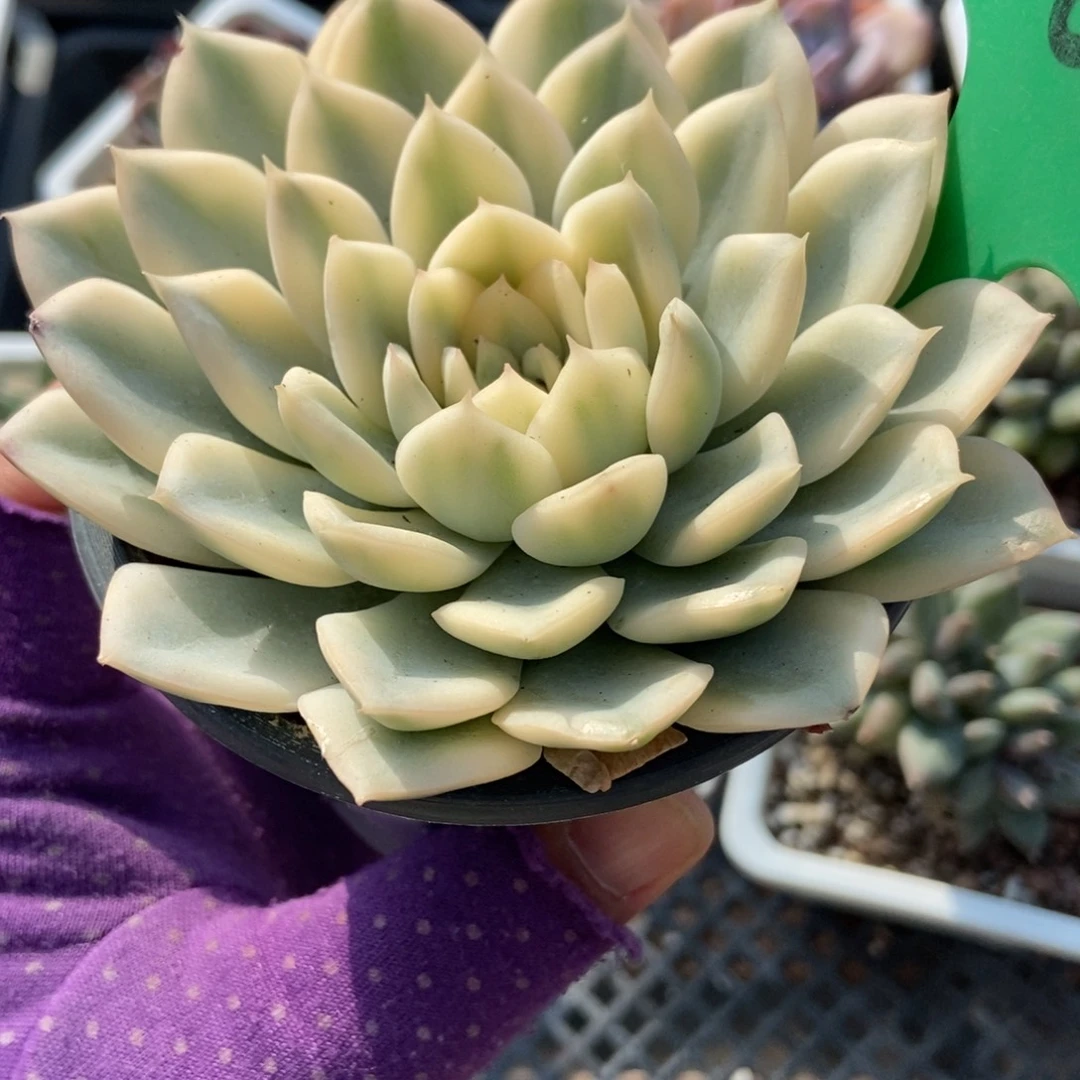 3068多肉植物多肉