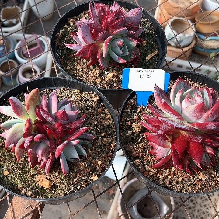 17.28惊鸿一个脱土